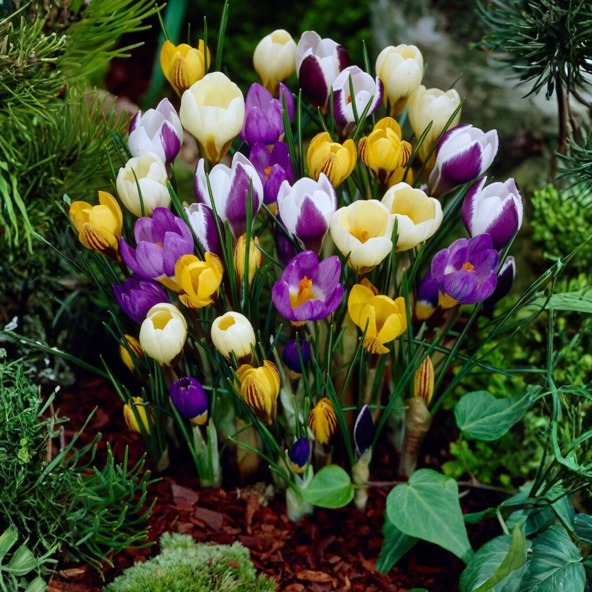 Boerenkrokus (Crocus Tommasinianus) - Krokus Botanisch Gemengd - Crocus - Bijen-Vlinders - Voorjaarsbollen - bloeit in Februari / Maart