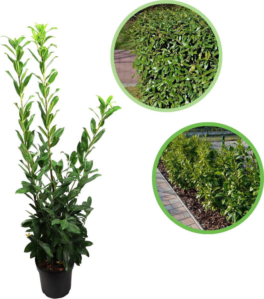 Laurier 'Caucasica' 125-150 cm (in pot) - Prunus l. 'Caucasica' - Ø26 cm - snelle groeier - het hele jaar door groen - gehele jaar blikdicht