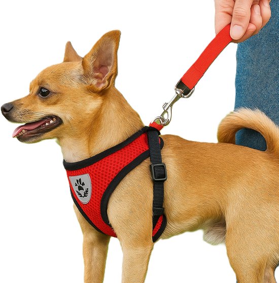Un petit chien brun porte un harnais et une laisse en mesh rouge, tenu par une personne.