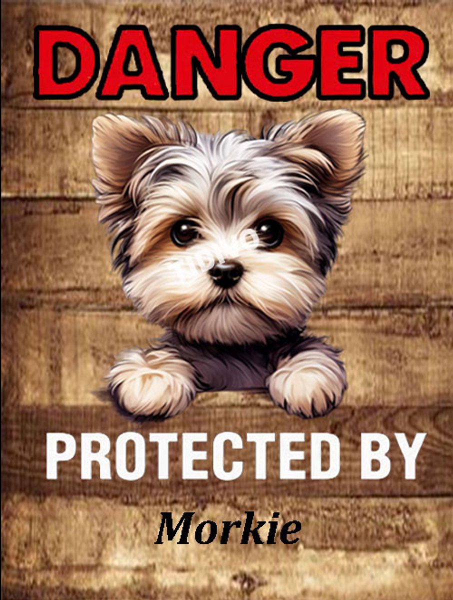 Morkie 19