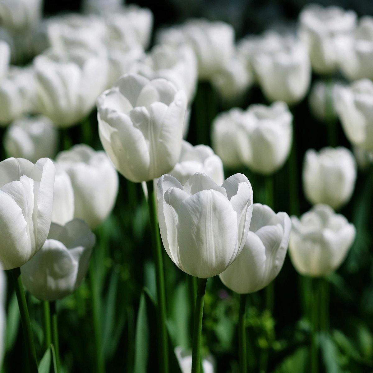Tulp (Tulipa) - Triumph Wit - Snijbloemen - Voorjaarsbollen - bloeit in April / Mei