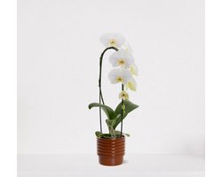 Phalaenopsis Cascade wit in sierpot Naemi Terra – bloeiende witte Orchidee – kamerplant - 50-65cm - Ø13 – grootbloemig – geleverd met plantenpot – vers uit de kwekerij