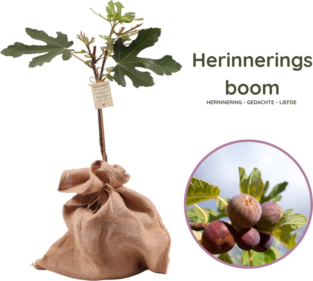 Herinneringsboom - Symbolisch cadeau - Vijgenboom - Ficus carica 'Little miss Figgy' - hoogte 70-95cm - 21cm