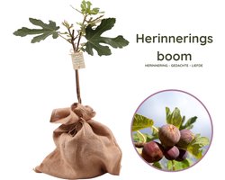 Herinneringsboom - Symbolisch cadeau - Vijgenboom - Ficus carica 'Little miss Figgy' - hoogte 70-95cm - 21cm