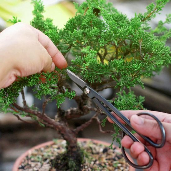 Bonsai Gereedschap, 13-delige Bonsai Verzorgingsset met Tuinscharen, Bonsai Scharen, Bonsai Draad, Mini Hark en Schepje - Bonsai Startersgereedschapset voor Bonsai Beginners. van Soytich — afbeelding 5