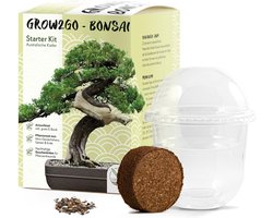 Bonsai Starters Kit - Met Uitgebreide Instructies - Inclusief GRATIS eBook - Bonsai Zaden Kit - Binnen Boompje Kweken - Kamerplanten - Kweekset Kerstcadeau - Australische pijnbomen