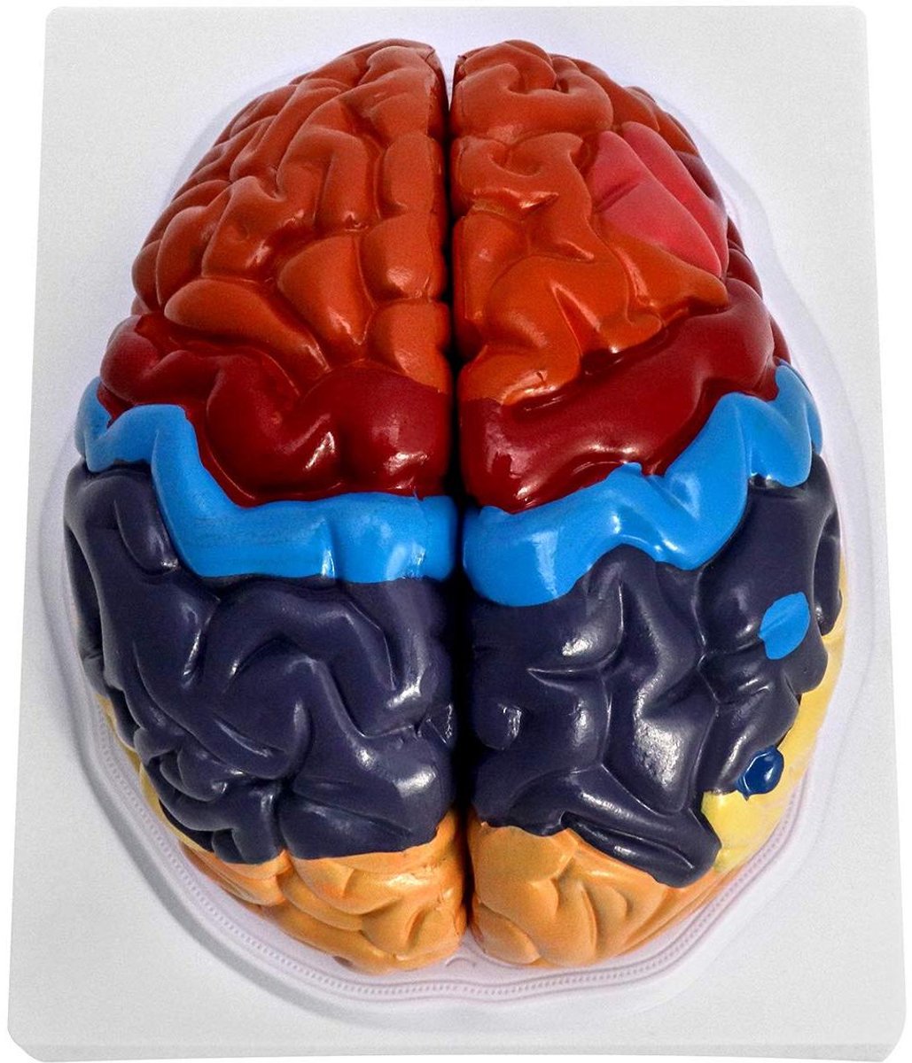 Ronte - Regionaal Hersenmodel Anatomie voor Medisch Onderwijs - Anatomisch Model in Twee Delen - Kleurgecodeerd - Anatomische Lesmateriaal