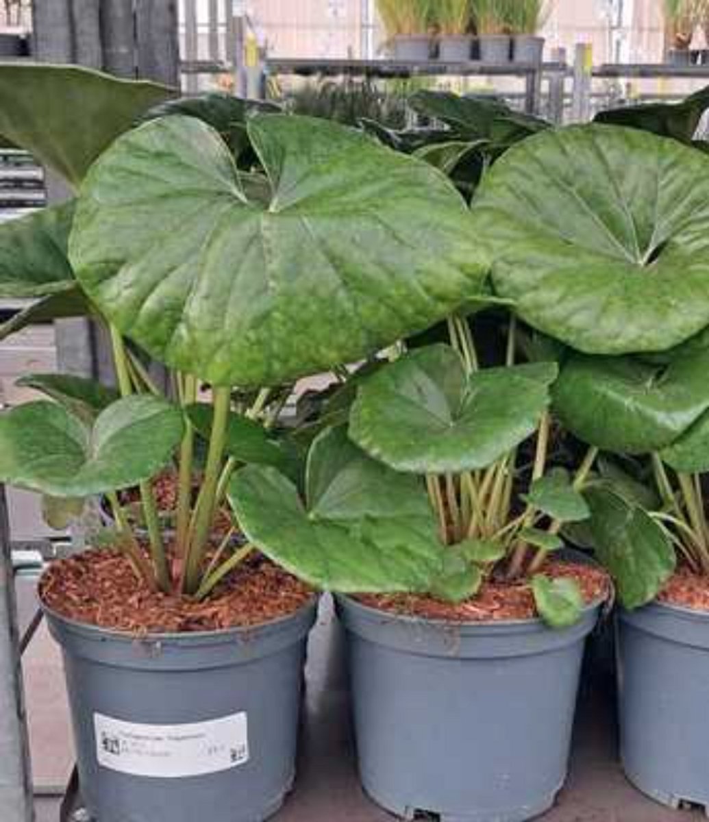 Farfugium jap. 'Giganteum' - Reuzenluipaardplant 30- 40 cm in pot
