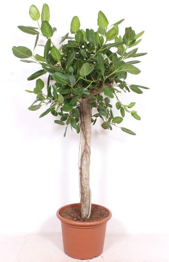 Grote Ficus binnen - Luxe kamerplant 2 meter (Ficus Benghalensis boom)
