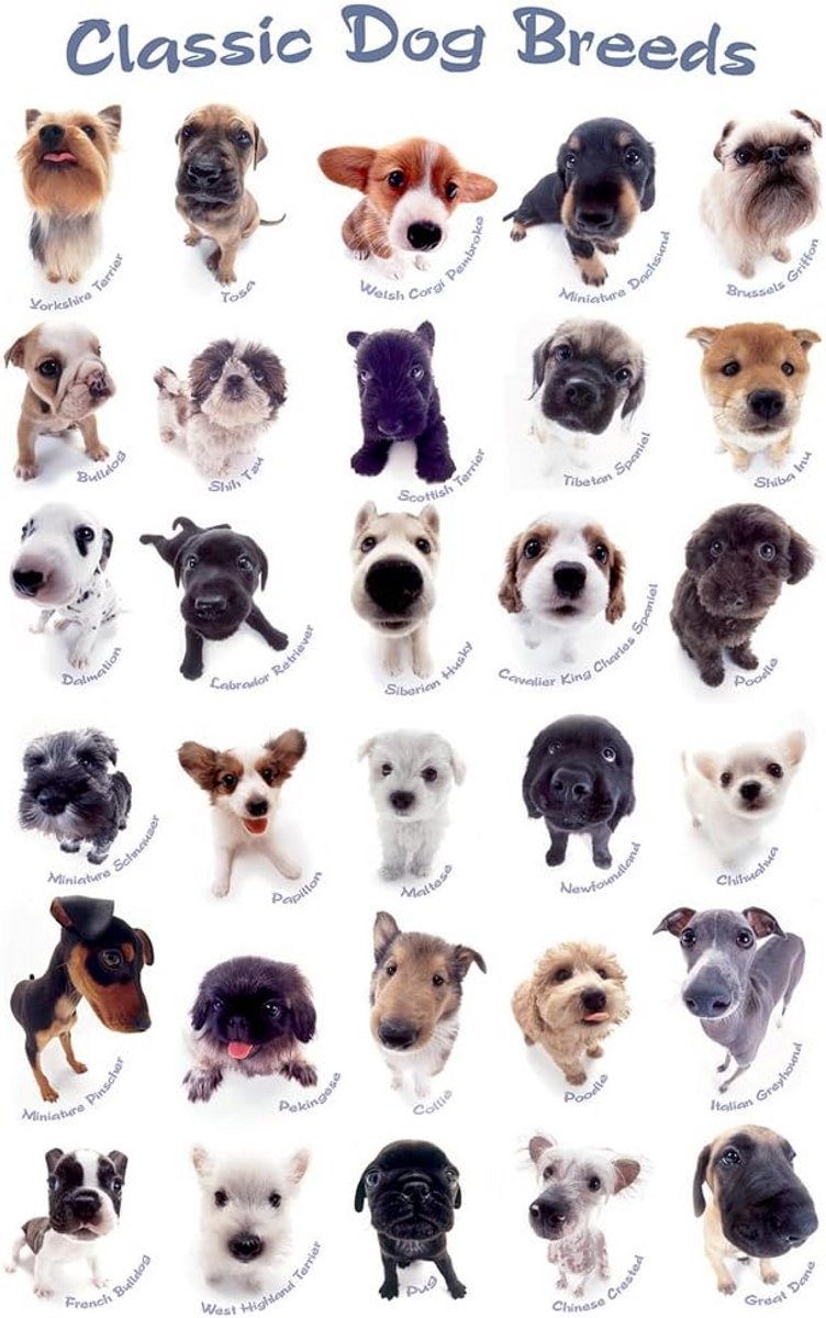 Poster Hondenrassen Klassiek - Grote Wanddecoratie - 61x91.5 cm - Inclusief Gratis Extra Poster