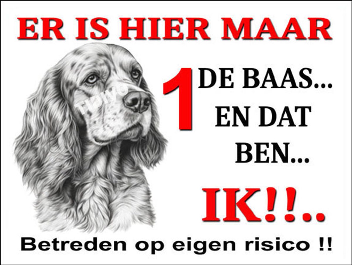 Welsh Springer Spaniel 26