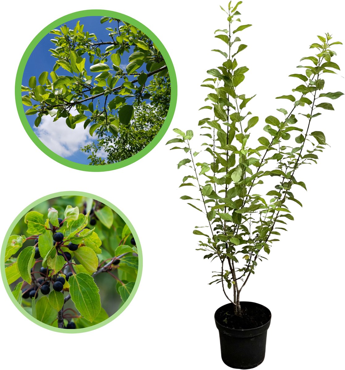 Portugese Laurier 40-60 cm (in pot) - Prunus lusitanica 'Angustifolia' - Ø26 cm - het hele jaar door groen - gehele jaar blikdicht - mooi kreukelend blad