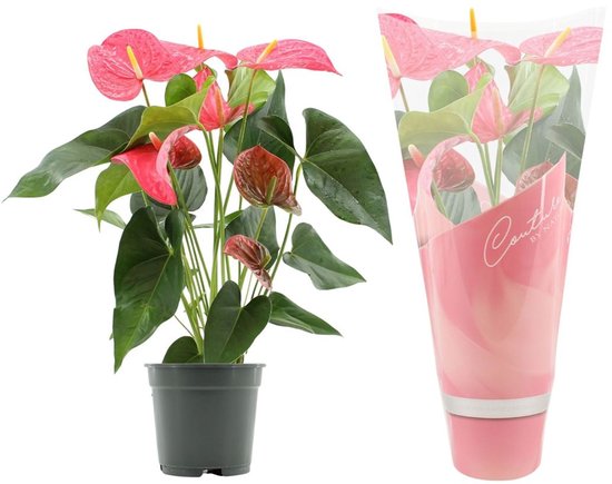 Antharium Roze - Decoratieve Kamerplant met Roze Bloemen, Ideaal voor Binnen en Makkelijke Verzorging