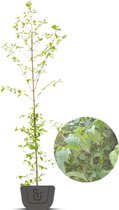 Aziatische kornoelje |  Cornus Officinalis/Mas | Stamomtrek: 4-6 cm
