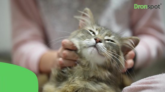 Dronspot Spot On Ontwormingsmiddel middelgrote katten (2,5 - 5 kg) 2 pipetten | bol.com