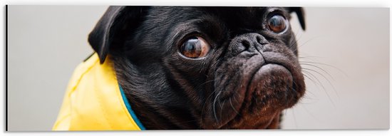 WallClassics - Dibond - Zwarte Hond met Gele Jas - 60x20 cm Foto op Aluminium (Wanddecoratie van metaal)