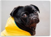 WallClassics - Verre acrylique - Chien noir au pelage jaune - Photo 40 x 30 cm sur verre acrylique (avec système de suspension)