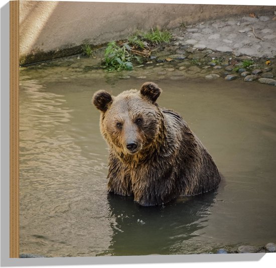 WallClassics - Bois - Ours dans le Bain - 50x50 cm - 12 mm d'épaisseur - Photo sur Bois (Avec Système d'accrochage)