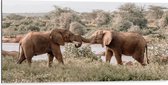 WallClassics - Dibond - Begroeting van Afrikaanse Olifanten - 100x50 cm Foto op Aluminium (Wanddecoratie van metaal)