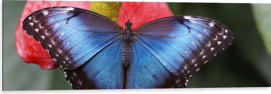 WallClassics - Dibond - Blauw Zwarte Vlinder op Rode Bloem - 120x40 cm Foto op Aluminium (Met Ophangsysteem)