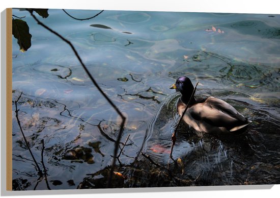 WallClassics - Hout - Eendje Zwemmend in het Water - 90x60 cm - 12 mm dik - Foto op Hout (Met Ophangsysteem)