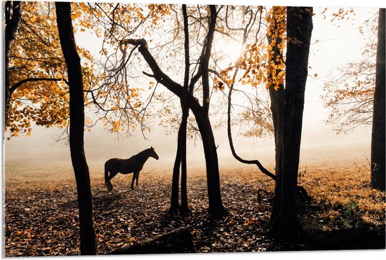 WallClassics - Acrylglas - Eenzaam Paard in het Bos - 90x60 cm Foto op Acrylglas (Met Ophangsysteem)