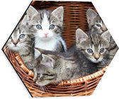 WallClassics - Dibond Hexagon - Kittens in een Mand - 30x26.1 cm Foto op Hexagon (Met Ophangsysteem)
