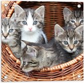WallClassics - Tuinposter – Kittens in een Mand - 50x50 cm Foto op Tuinposter  (wanddecoratie voor buiten en binnen)