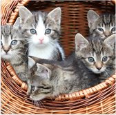 WallClassics - Poster Glanzend – Kittens in een Mand - 50x50 cm Foto op Posterpapier met Glanzende Afwerking