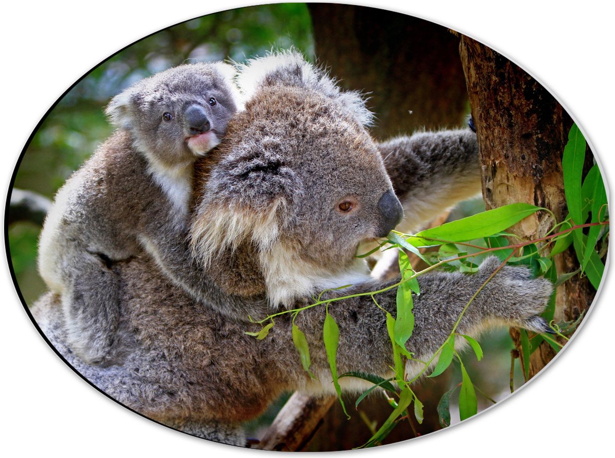 Dibond Ovaal - Koala met Baby op de Rug - 40x30 cm Foto op Ovaal (Met Ophangsysteem)