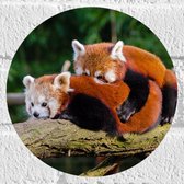 WallClassics - Muursticker Cirkel - Knuffelende Rode Panda's - 20x20 cm Foto op Muursticker