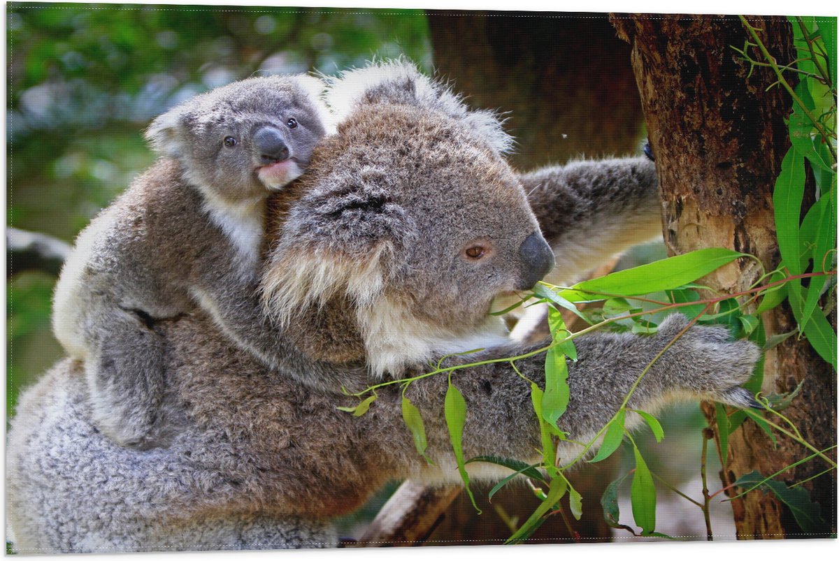 Vlag - Koala met Baby op de Rug - 75x50 cm Foto op Polyester Vlag