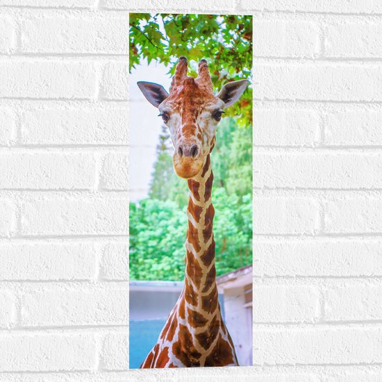 WallClassics - Muursticker - Giraf Kijkt in de Camera - 20x60 cm Foto op Muursticker
