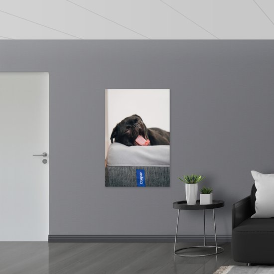 Canvas - Gapende Zwarte Pug - 80x120 cm Foto op Canvas Schilderij (Wanddecoratie op Canvas)