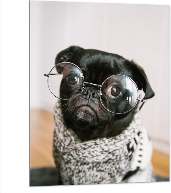 WallClassics - Dibond - Zwarte Hond met Bril en Trui - 75x100 cm Foto op Aluminium (Wanddecoratie van metaal)