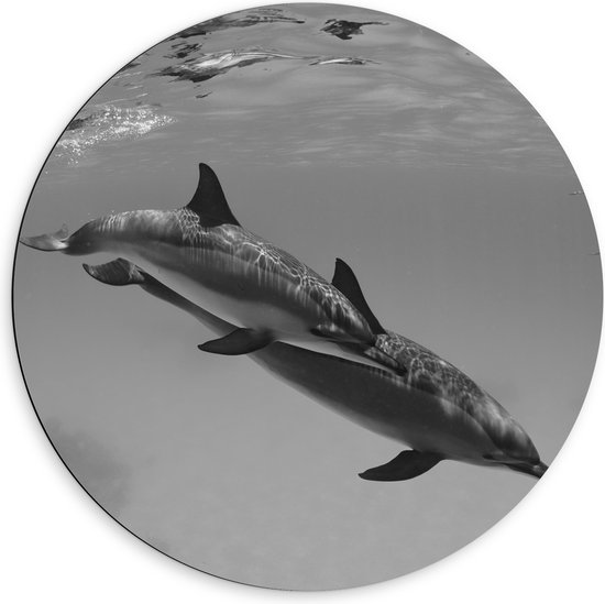 WallClassics - Dibond Muurcirkel - Dolfijnen onder Water Zwart / Wit - 60x60 cm Foto op Aluminium Muurcirkel (met ophangsysteem)