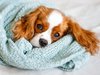 Diamond Painting Sleepy friend Cavalier King Charles WD3053 - 40x30 cm Vierkante steentjes