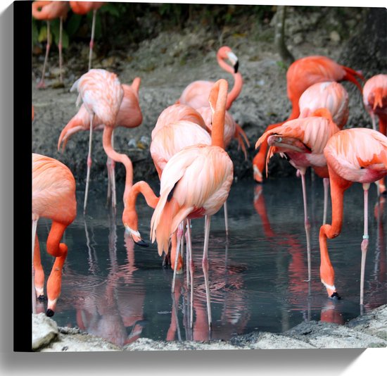 WallClassics - Canvas  - Groep Drinkende Flamingo's - 40x40 cm Foto op Canvas Schilderij (Wanddecoratie op Canvas)