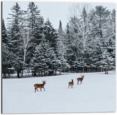 WallClassics - Dibond - Cerf marchant dans la neige - Photo sur aluminium 50x50 cm (Décoration murale en métal)