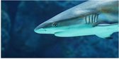 WallClassics - Poster Glossy - Requin sous Water - 100x50 cm Photo sur Papier Poster avec Finition Brillante