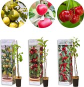 3x Mini Fruit Mix – Fruitbomen – Onderhoudsvriendelijk – ⌀9 cm - 30-35 cm