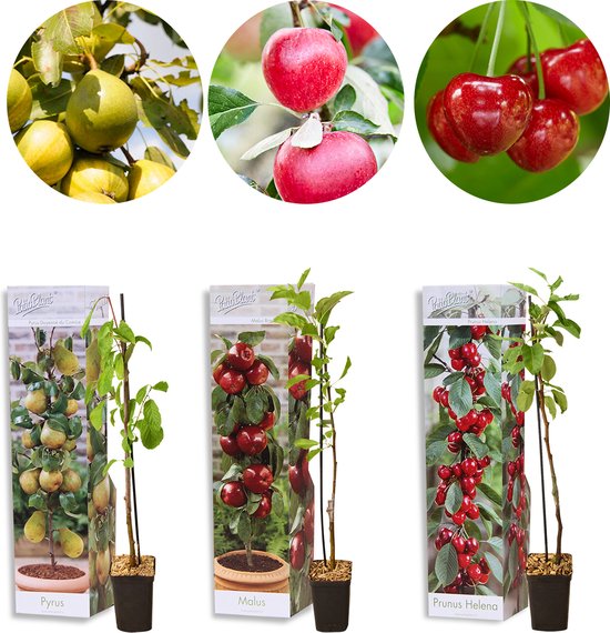 3x Mini Fruit Mix – Arbres fruitiers – Facile d'entretien – ⌀9 cm - 30-35  cm | bol