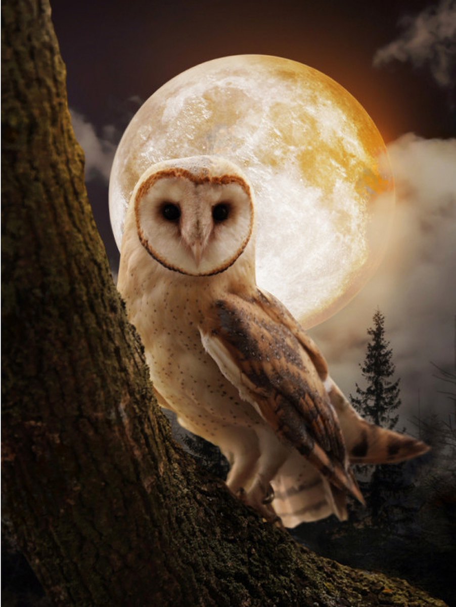 Diamond Painting Mysterious Owl 30 x 40 Wizardi