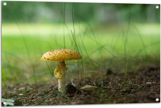 WallClassics - Poster de Jardin - Champignon Jaune avec Brins d'Herbe - 105x70 cm Photo sur Poster de Jardin (décoration murale pour extérieur et intérieur)