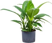 Lepelplant Spathiphyllum sensation L hydrocultuur plant