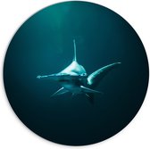 WallClassics - Plaque Mousse PVC Cercle Mural - Requin Marteau dans l' Water - 70x70 cm Photo sur Cercle Mural (avec système d'accrochage)