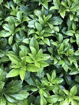 12 x Pachysandra terminalis 'Green Carpet' - Schaduwkruid in pot 9 x 9 cm