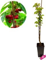 Prunus avium 'Boas' ® zuilkers, 3 liter pot