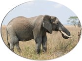 WallClassics - Dibond Ovaal - Afrikaanse Olifant in het Gras - 80x60 cm Foto op Ovaal (Met Ophangsysteem)