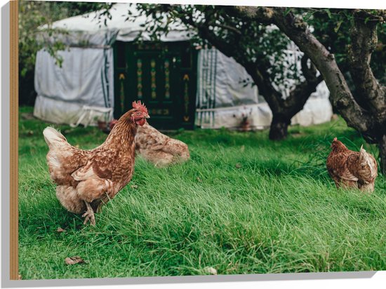 WallClassics - Bois - Poules dans l'herbe - 80x60 cm - 12 mm d'épaisseur - Photo sur bois (avec système de suspension)